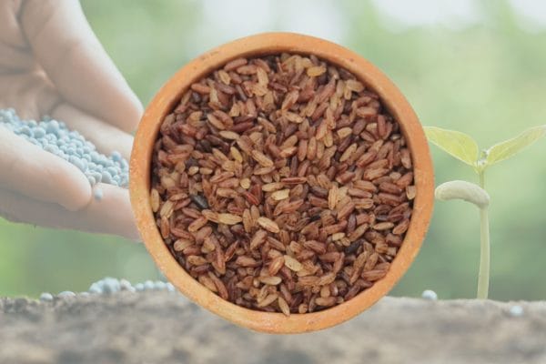 KALANAMAK RICE  / காலா நமக் அரிசி